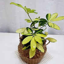 칼라홍콩야자 키우기 무늬 홍콩야자 나무 해초화분, 단품, 1개