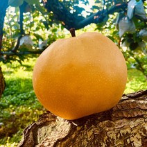 산지직송 프리미엄 명품 나주배, 1박스, 가정용5kg(10-12과)