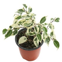 갑조네 스트라이트벤자민 칼라벤자민 생화 공기정화식물 벤자민 먼지먹는식물