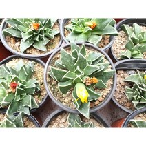 다육이 미파 (소품) 다육이키우기 꽃이피는 인테리어식물