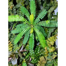 비오피튬 키트 미니야자수 정글식물 테라리움 비바리움 실내 식물, 비오피튬키트 3세트