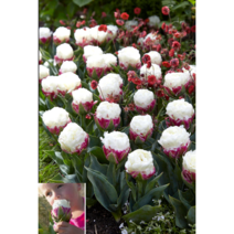 [희귀구근] 눈으로 먹는 아이스크림튤립, 1개