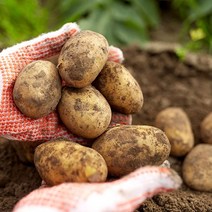 [KT알파쇼핑]포슬포슬 햇 감자 5kg 특