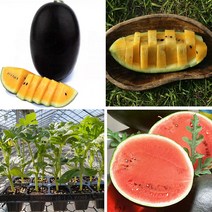 가정원예 모종비 망고수박 흑피애플수박 모종 수박모종 1박스, 흑피애플 모종 20주