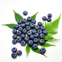 생블루베리 블루베리 생과 칠레산 항공직송 1.5kg 상품 가격34 900원, 1.5kg (125g x 12팩)