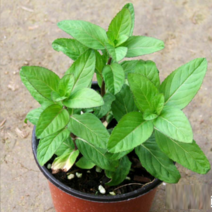 (F소망)야생화 박하모종 화분(소) 2개