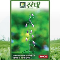 잔대 씨앗 잔대 씨 토종 약초 약재 종자 1g, 1개