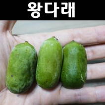 왕다래/용성2호 나무 묘목 키1.5m 결실주(분) 1개/유실수/과수