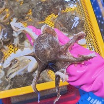 서해 서천 활 쭈꾸미 1kg 제철 생물 알배기 알 주꾸미 생쭈꾸미 샤브샤브 세트