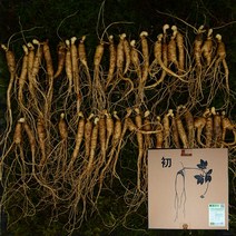 국내산 5~6년근 못난이 실속형 산양삼 50g 100g 강원삼삼 장뇌삼 파삼 코리아, 100g (약30~50뿌리), 단품