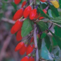 구기자 나무 씨앗 종자 약용 식물 100립 #992EA 아이리스, 본상품선택