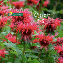 모나르다 [4포트] 레드 (복남이네야생화 여름 야생화 모종 꽃차 식용꽃 허브 herb 베르가못 비밤 벨가못 monarda)