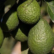 고씨네 특급 아보카토1.5KG 아보카도오일 아보카도, 생아보카토1.5KG, 1개