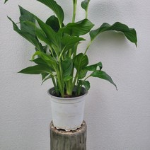 실내공기정화식물 스파트필름 중품 40-60cm 79