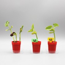 [유앤아이사이언스] 미니 강낭콩 기르기(1인용), 1인용