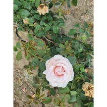 사계장미(사계땅장미 사계넝쿨장미 사계줄장미), 넝쿨장미, 연분홍