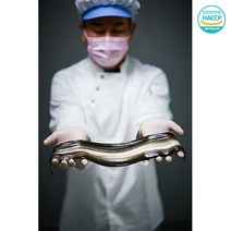 명품 HACCP인증 국내산 자포니카 풍천민물장어 로얄3미 1kg