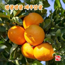 제주 노지귤 10키로 5키로 껍질얇은 귤 귤10키로 제주도 귤 택배 감귤단귤 못난이귤 맛좋은 당도높은 귤 제주귤 싱싱한 꼬마귤 풋귤 달달한귤 노지귤 감귤 5kg 10kg, 감귤 5kg 로얄과