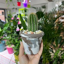 [화분포함 완제품] 금빛가시 퉁퉁한 기둥선인장 대봉룡 - 핸드메이드 토분S/M 2size, 오렌지옐로우 링토분S(토분받침포함), 1개