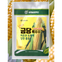 금당옥수수씨앗 70립 / 초당 옥수수 씨앗 주말농장 텃밭 당도