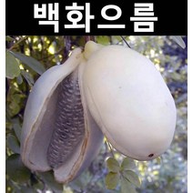 백화으름(대과종) 포트 3개/나무 묘목/과실수/유실수