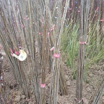 참죽나무(참중) 실생2년 특묘목 1주