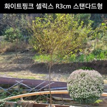 삼색버드나무 화이트핑크 셀릭스 R3cm 스탠다드형 꽃나무 공원수 정원수 묘목 화분, 1개