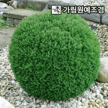 둥근측백 상록수 정원수 가림원예조경, 테디 폭30cm분묘, 1개