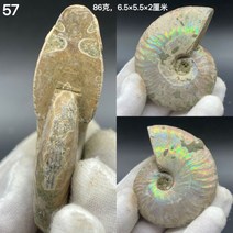 암모나이트 화석 미니 소형 천연 진짜 수집품 장식 풍수 이색 마다가스카르 표본 천연석 소품, 57