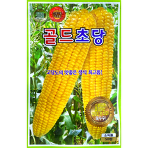 골드초당 옥수수씨앗 50립 골드슈가