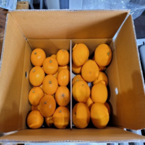 제주직송 노지감귤 제주 서귀포 조생 노지감귤 꼬마과 중대과 로얄과 3kg 5kg 10kg