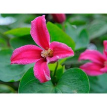 유럽 종덩굴 클레마티스 프린세스 다이애나 C2포트 신품종 으아리 야생화 봄꽃 분홍종꽃 넝쿨식물 꽃보러가자