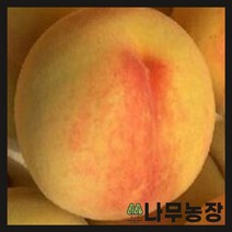 (나무농장) 복숭아나무 조생황도 접목1년 묘목