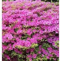 [해찬농원] 자산홍 자상홍 철쭉 묘목(키 30cm이상) 1단(5주), 자산홍(30cm이상) 1단 5주