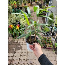 30~50cm 79 관음죽 중품, 1개