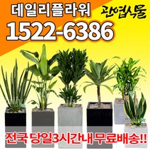 개업축하화분배달 개업식 실내화초 금전수 돈나무 산세베리아 행운목 해피트리 크로톤 스투키 뱅갈고무나무 극락조 알로카시아 개업선물 집들이 거실화분, (선택118)아가베