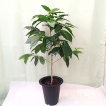 [하늘꽃농원] 커피나무 대품 아라비카커피나무