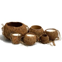 팡팡플랜트 코코넛화분 코코다마, 1. Mini