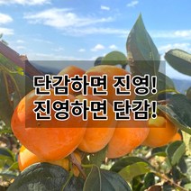 진영단감 5.0kg 아삭아삭 태추 부유 상서 단감 [큰과수만]