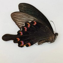 오리지널 나비 진짜 표본 날개 펴지 않은 곤충 나비목 과학 교육 수제 DIY 홈장식 홈데코 동상, 7