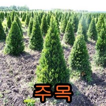 주목3년생분묘 10그루 나무 묘목 소나무 주목나무