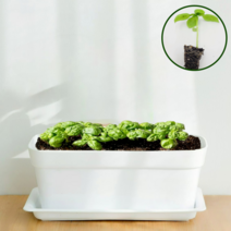 바질 키우기 허브 씨 모종 씨앗 채소 베란다 집에서 텃밭 식물 가꾸기 플라스틱 화분 심기, 8개, 8개