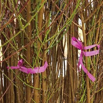천중도 복숭아(7월백도) 나무 묘목판매 (청아원예조경), 천중도 특묘