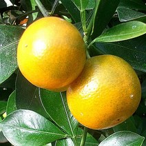 낑깡나무(금귤)화분묘(결실주)/묘목/G0372