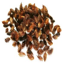 지리산한방식품 창이자 볶음(도꼬마리) 자연산 특품 300g/동의보감촌 지리산약초전문, 1봉, 300g