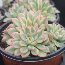 [소소한다육] 메비나금 에케베리아속 다육식물