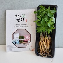 수경재배 새싹인삼 데일리 새싹쌈 새싹삼 건강선물