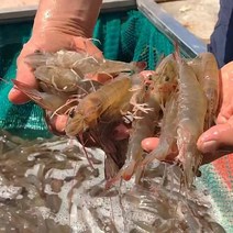 2023년 제철 신안 활 흰다리새우 왕새우 대하 1kg(kg당 27-30미내외) -인증