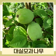 모과나무 묘목 대실모과 접목1년생 뿌리묘 5개
