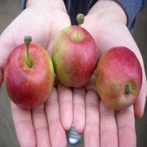 미니사과(오토매) 접목1년 특묘 1주 나무 D47, 1개